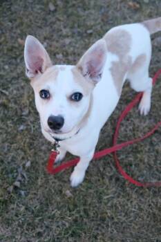 Rescue Chihuahua Dogs for Adoption in Mandan, North Dakota - Possum | PetCurious