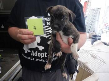 Pit Bull Terrier and Mixed Breed Dogs Available for Adoption in Oroville, California - MISS PRISS | PetCurious