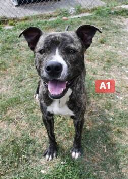 Pit Bull Terrier Dogs Available for Adoption in Silsbee, Texas - A1 #A-141306  | PetCurious