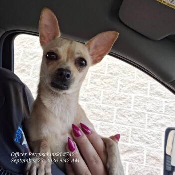 Lucy -  Chihuahua Dog for Adoption in Portland, Texas - Lucy | PetCurious