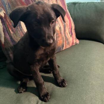 Espresso -  Mixed Breed Dog for Adoption in Buffalo, Minnesota - Espresso | PetCurious