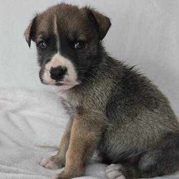 Rescue Black Labrador Retriever and Shepherd Dogs for Adoption in San Antonio, Texas - Ephram | PetCurious
