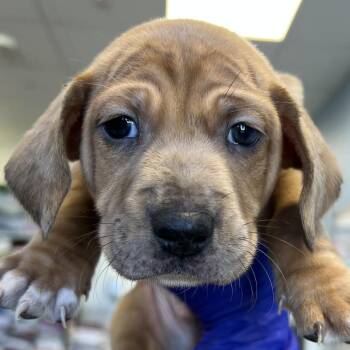 Peter Parker -  Mixed Breed Dog for Adoption in Las Cruces, New Mexico - Peter Parker | PetCurious