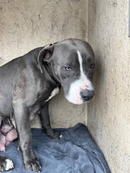 TULIP -  Pit Bull Terrier and Mixed Breed Dog for Adoption in Oklahoma City, Oklahoma - TULIP | PetCurious