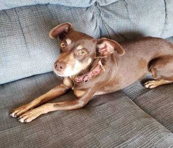 Rescue Miniature Pinscher Dogs for Adoption in Altus, Oklahoma - Annie | PetCurious