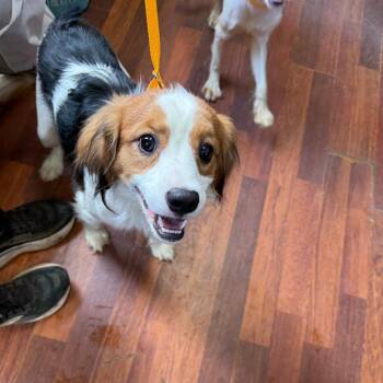 Dan -  Cavalier King Charles Spaniel Dog for Adoption in Wahiawa, Hawaii - Dan | PetCurious