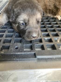 Mixed Breed Dogs Available for Adoption in Dallas, Texas - NEPTUNE | PetCurious