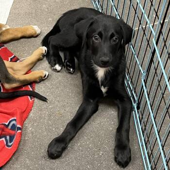 Berry Pie 54570 -  Labrador Retriever and Doberman Pinscher Dog for Adoption in Las Vegas, Nevada - Berry Pie 54570 | PetCurious