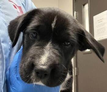 Cordelia -  Pit Bull Terrier Dog for Adoption in Vancouver, Washington - Cordelia | PetCurious
