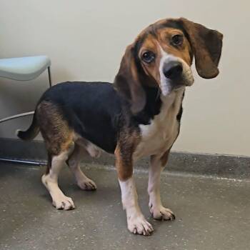 Dopey -  Beagle and Basset Hound Dog for Adoption in Valparaiso, Indiana - Dopey | PetCurious