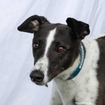 Greyhound Dogs Available for Adoption - Bridie | PetCurious