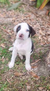 Billy -  Catahoula Leopard Dog Dog for Adoption in Glocester, Rhode Island - Billy | PetCurious