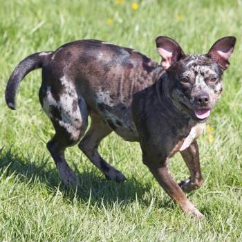 Cattle Dog and Catahoula Leopard Dog Dogs Available for Adoption in South Elgin, Illinois - Royal | PetCurious