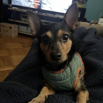 Kai -  Mixed Breed Dog for Adoption in New Castle, Delaware - Kai | PetCurious