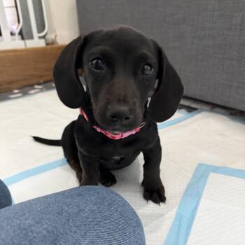 Cammie Cumberland -  Dachshund and Basset Hound Dog for Adoption in Rockville, Maryland - Cammie Cumberland | PetCurious