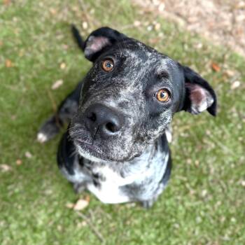 Indy -  Mixed Breed Dog for Adoption in Milton, Florida - Indy | PetCurious