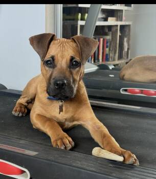 Rhodesian Ridgeback and Boxer Dogs Available for Adoption - Huey | PetCurious
