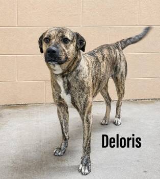 Plott Hound and Staffordshire Bull Terrier Dogs Available for Adoption in Clearfield, Kentucky - Deloris | PetCurious