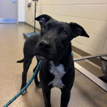 Labrador Retriever Dogs Available for Adoption - Ritz | PetCurious