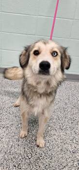 Strudel -  Terrier Dog for Adoption in Athens, Tennessee - Strudel | PetCurious