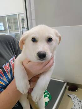 German Shepherd Dog and Mixed Breed Dogs Available for Adoption - Annie | PetCurious