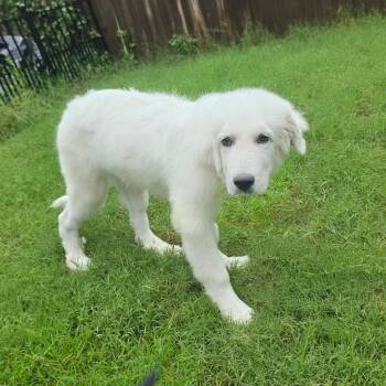 Bodhi AL -  Great Pyrenees Dog for Adoption in Austin, Texas - Bodhi AL | PetCurious