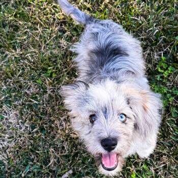 Sully -  Aussiedoodle and Miniature Schnauzer Dog for Adoption in Tylertown, Mississippi - Sully | PetCurious