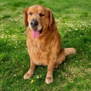 ENZO -  Golden Retriever Dog for Adoption in Graham, Washington - ENZO | PetCurious