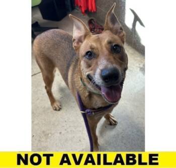 Rescue Mixed Breed Dogs for Adoption in Eugene, Oregon - Scramble | PetCurious