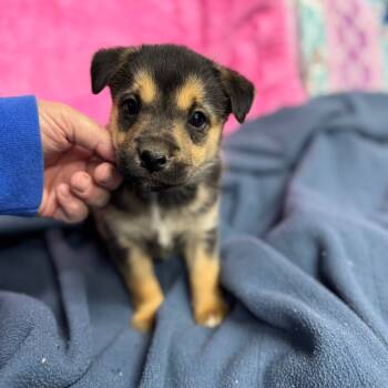 Rescue Border Collie and American Eskimo Dog Dogs for Adoption in Pinson, Tennessee - Angela | PetCurious