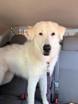Skai -  Great Pyrenees Dog Available for Adoption in Coarsegold, California - Skai | PetCurious