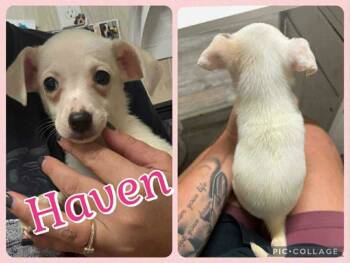 Rescue Chihuahua and Dachshund Dogs for Adoption in South Kingstown, Rhode Island - Haven Havana | PetCurious
