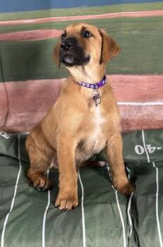 Retriever and Mixed Breed Dogs Available for Adoption - Colt | PetCurious
