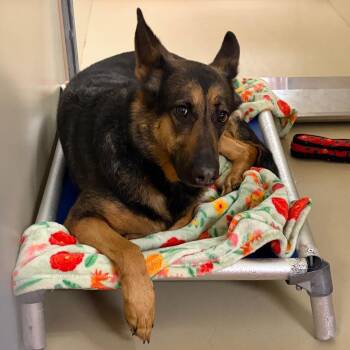 German Shepherd Dog Dogs Available for Adoption in Philadelphia, Pennsylvania - Belly | PetCurious