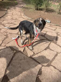 Rescue Australian Cattle Dog Blue Heeler and Mixed Breed Dogs for Adoption in Fort Collins, Colorado - Emmie | PetCurious