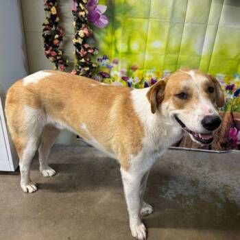 Hound and Mixed Breed Dogs Available for Adoption in Westland, Michigan - Samson | PetCurious