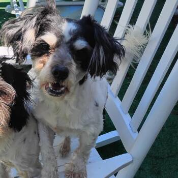 Bubbles -  Shih Tzu Dog for Adoption in Salisbury, Maryland - Bubbles | PetCurious