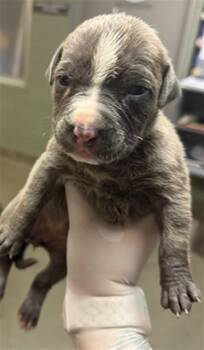 ZITI -  Mixed Breed Dog for Adoption in Jacksonville, Florida - ZITI | PetCurious