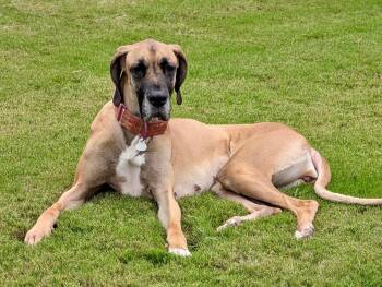 Poison Ivy -  Great Dane Dog for Adoption in Joppa, Alabama - Poison Ivy | PetCurious