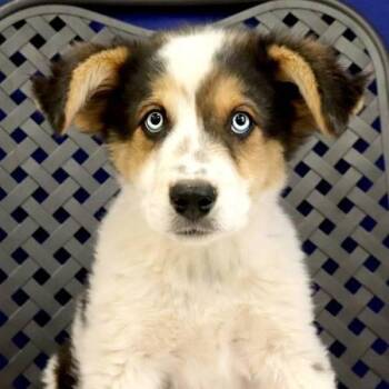 Australian Shepherd Dogs Available for Adoption in Midland, Texas - Dash | PetCurious