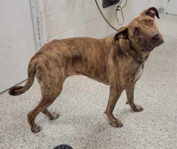 Mixed Breed Dogs Available for Adoption in Kansas City, Missouri - Lively | PetCurious