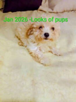 Maltipoo Dogs Available for Sale in Caldwell, Texas - Maltipoos  | PetCurious