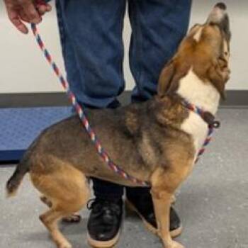 Lola -  Feist and Mixed Breed Dog for Adoption in Fairfax, Virginia - Lola | PetCurious