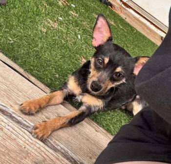 SPONSOR OR FOSTER ME - Radar -  Miniature Pinscher and Chihuahua Dog for Adoption in Grafton, Wisconsin - SPONSOR OR FOSTER ME - Radar | PetCurious
