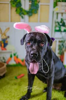 Cane Corso and Mixed Breed Dogs Available for Adoption - Girlfriend  | PetCurious