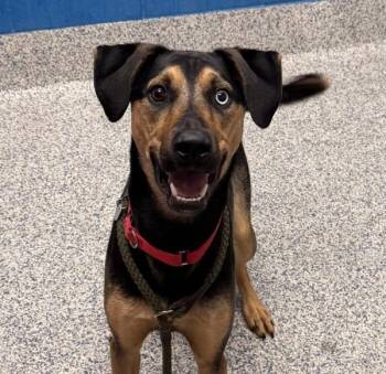Drexl -  Catahoula Leopard Dog Dog for Adoption in Golden, Colorado - Drexl | PetCurious
