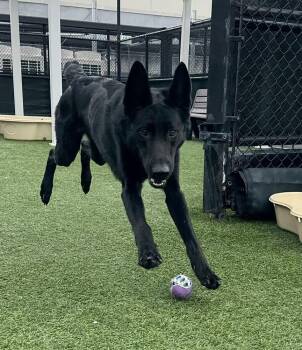 German Shepherd Dog Dogs Available for Adoption - Maddox | PetCurious