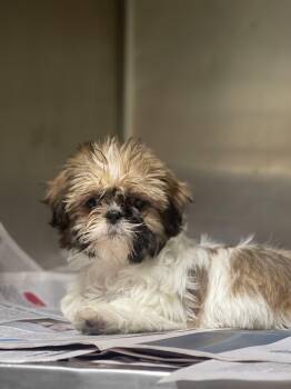 Shih Tzu Dogs Available for Adoption in Northlake, Illinois - Lilliana  | PetCurious