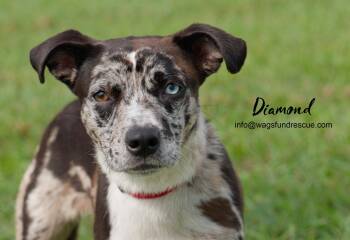 Catahoula Leopard Dog and Terrier Dogs Available for Adoption in Houston, Texas - Diamond | PetCurious