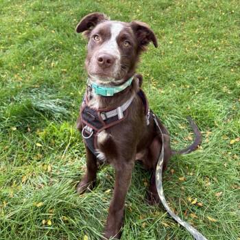 Humpty -  Border Collie and Mixed Breed Dog for Adoption in Fort Collins, Colorado - Humpty | PetCurious